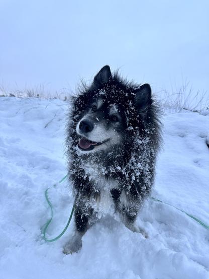 A black and grey and white and very hairy fluffy goofball doggo called Olaf who is a huskoyed or a samsky but definitely a good boy standing in snow with about 63% of it on his face