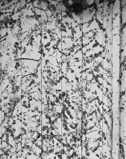 B&W photo of a white painted wooden door, covered in patterns left after climbing ivy has been pulled away