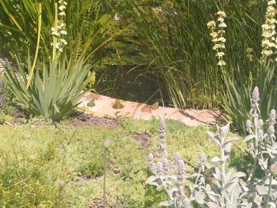 Photo of three frogs on some brick making the side of a pond full of vegetation. It's very sunny