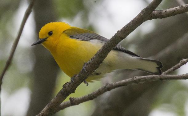Bird with plain, bright yellow face tapering to lighter yellow chest faces leftward while perching on small tree branch. Silvery wings with white under tail.