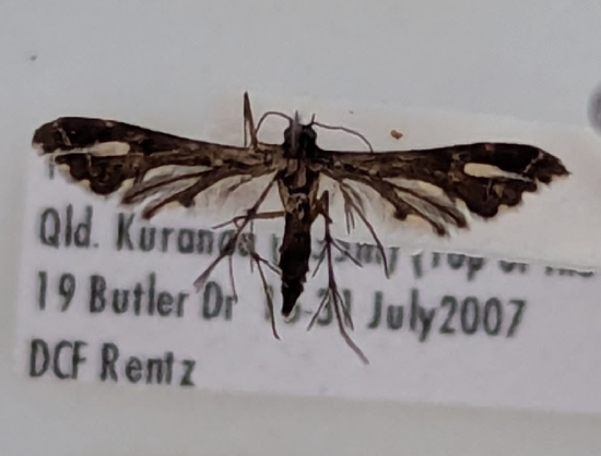 Specimen of a very dark plume moth with a wavy outer edge (termen) to the forewing lobes and a very distinctive shape to the second lobe of the hindwing.