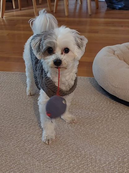 A small white dog with a grey patch over his eye is wearing a grey woolen vest.  A small toy mouse is dangling by the tail from his mouth.