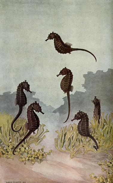 Six sea horses in the sea, some free-swimming in different attitudes and angles, and two with tails curled around seagrass or algae. Colour line block after H. Murayama, Wellcome Collection.