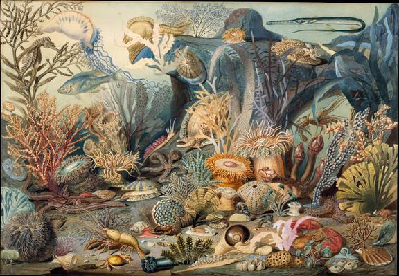 An underwater scene teeming with varied life, painted in watercolour for by Christian Schussele for the ‘Ocean Life’ book and lithograph by James Sommerville, 1859. Metropolitan Museum of Art.