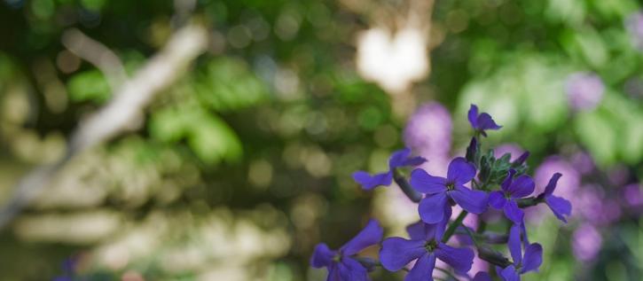 A blue series of blue flowers in the foreground and in the background lots of blurred green foliage