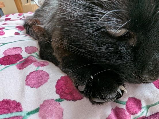 A black cat close up, sitting in a white and purple cussion. Laying down and leaning on its own back leg. It's back foot claws and paws are visible.