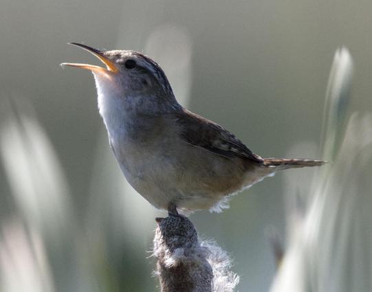 Bird with orange beak, light breast, darker back, and extended tail faces leftwards with its beak open to sing. Bird is perched atop cattail in marsh.