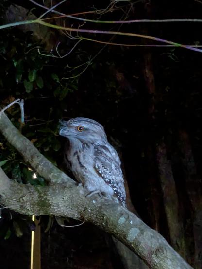 Mottled grey bird with a large bill and other eye sitting on a tree branch.