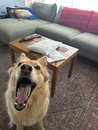 Boomie the blonde husky type dog sits with her eyes bright and mouth wide open (I'm guessing it's a smile-whine). Her dog walker friend has just arrived and brought in a package. A coffee table and green couch are in the background with a red blanket draped over the couch.