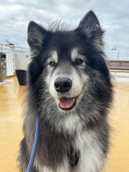 A very fluffy black and grey husky Samoyed mix looking goofily at the camera on the deck of a large ferry