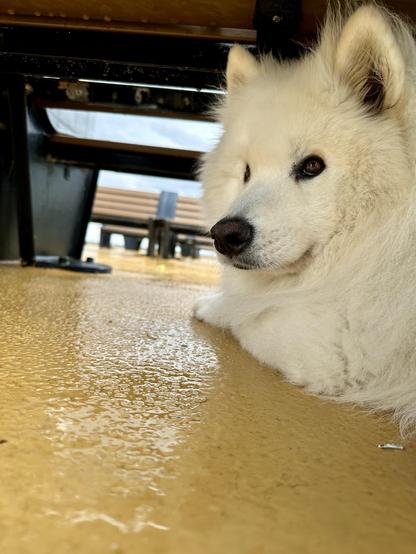 A white Samoyed dog sitting under metal benches on the deck of a large ferry
