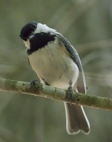 Bird perches on branch, looking downward at viewer. Black cap and chin, white cheeks and breast.