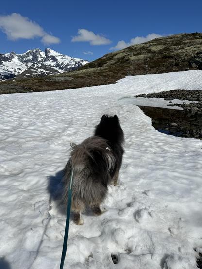 A fluffy black dog standing on a mountain in a very soggy snowfield