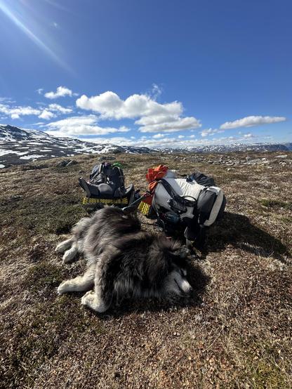 A fluffy black dog napping next to two backpacks on a mountainside.