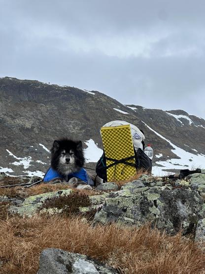 A fluffy black dog wearing a raincoat guarding a pack on a rocky and snowy mountain.