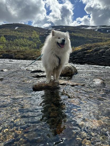 A goofy white flufferpupper standing on a rock in a meltwater stream.