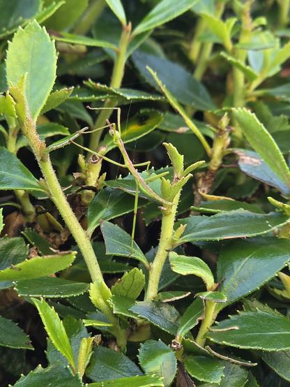 a hedge with a very small stick insect on it