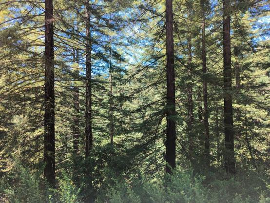 A stand of redwood trees with strong sun lighting them up, and a bit of blue sky visible through the branches