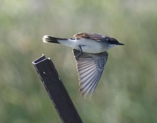 Bird flies righward, launching away from dark metal post. Bird has dark face, with white chest and tail patch in front of darker tail and upper back.