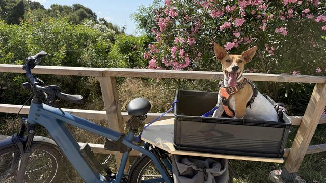 My dog Tito sitting in his bile basket and enjoying it more than the last time. In the back is the sea and some lovely colorful plants.