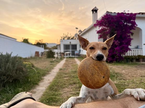 Photo of my dog Tito leaning on my legs with his favourite ball in his mouth. In the background is the sunset.