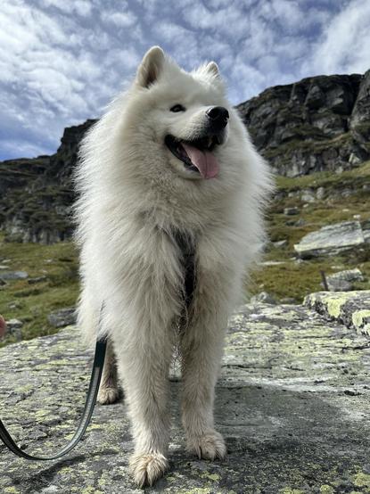 A white Samoyed dog standing on a big rock in the mountains.