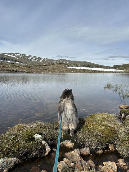 A fluffy black and grey dog standing on the shore of a mountain lake with snowy mountains in the distance