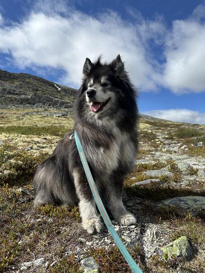 A fluffy black and grey dog with a goofy grin sitting in the sun on a mountain pass. The picture doesn’t convey how windy and cold it was.
