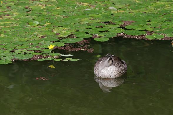 A duck trying to sleep in a quiet pond, except some moron is pointing a camera at them.