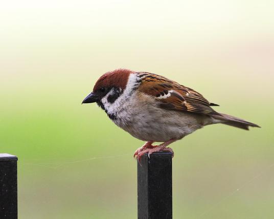 A sparrow in Yoyogi park, Tokyo.