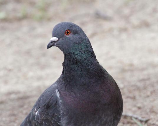 Rock pigeon is curious to see if I might have any stale bread to spare?