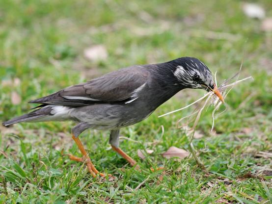 A starling busy building a nest.