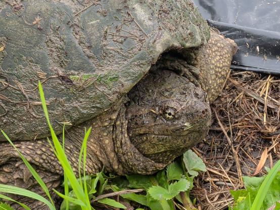 A close up photo of a turtle face retracted mostly into its shell. The turtle is large, dark green, and mostly out of frame. The shell is smeared with mud and leaf litter residue. The turtle's eye regards the camera dispassionately