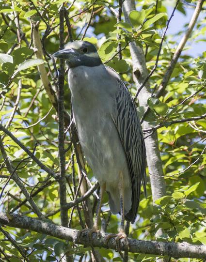 Tall bird stands atop a horizontal branch, with foliage in background. Bird's head and beak are gray and silvery, with yellow patches on top of head and below eye. Light breast, light and dark feathers, yellow legs.