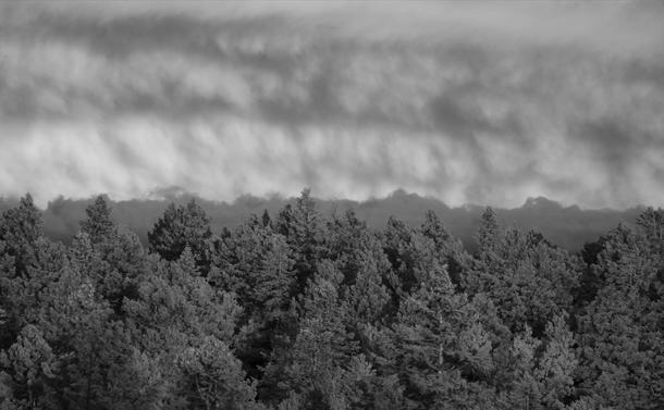 A telephoto view of conifers on a distant ridge. Different layers of clouds behind the trees have different tones and textures. The trees have their own unique texture.