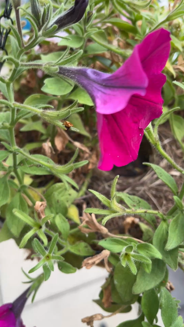 A short clip of a junco nest in a hanging flower basket. As the camera comes closer four fuzzy junco chicks come into focus