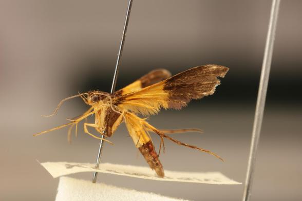 A small moth with the head, thorax terminal half of the abdomen, and the bases and distal half of the forewings all a deep brown. The remainder of the wings and abdomen and sections of the legs are bright orange-yellow. The insect is here seen from the left-hand side and is facing left.