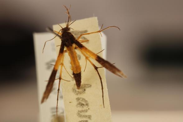 A small moth with the head, thorax terminal half of the abdomen, and the bases and distal half of the forewings all a deep brown. The remainder of the wings and abdomen and sections of the legs are bright orange-yellow. The insect is here seen from above.