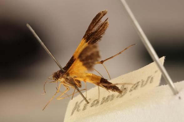 A small moth with the head, thorax terminal half of the abdomen, and the bases and distal half of the forewings all a deep brown. The remainder of the wings and abdomen and sections of the legs are bright orange-yellow. The insect is here seen from slightly behind and above to show the upperside of the right forewing.