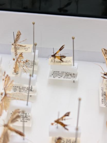 A specimen tray containing a number of plume moths (and the head and wing-tip of a moth in the genus Agdistopis).