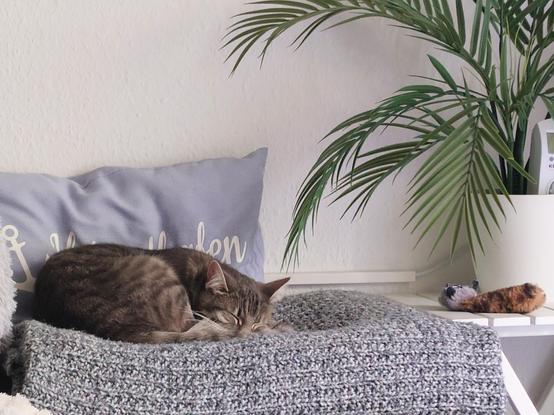 In Front of a white wall at which a light blue cushion with the words "Heimathafen" "home harbor" leans, a grey-white Tabby I rolled up, laying on a thick folded woollen blanket, sleeping.
On the right of the picture a green plant in a white pot with branches reaching towards the cat and a pluche tot.