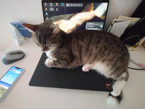 Nani, a grey-white Tabby lies with eyes closed on an open laptop, which has the picture of her sister Hannie, partly in the sun as close up as background.
On the left of the screen are the usual icons and on the below left side a text field saying "do not disturb modus activated" on the white desk there are some cards and black a cable, a mobile phone screen is visible with a photo of the sea, blue sky, some white clouds, a white beach and some green in the foreground. There's also a grey mouse and some other stuff.