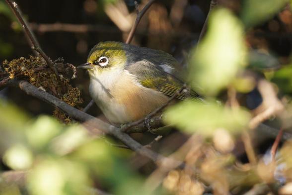 A silvereye/tauhou perched on a branch. The white ring around the eye is prominent. Otherwise, olive head/wings, white chest.