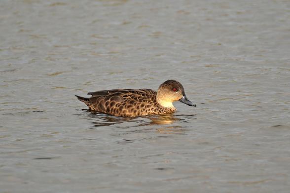 A grey teal swimming along. Its eye is quite red.