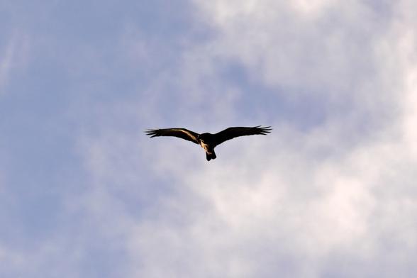 Partly-illuminated swamp harrier looking for its next meal.