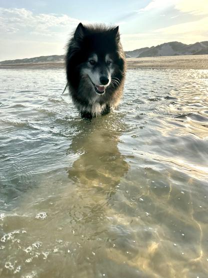 A fluffy black and grey Husky-Samoyed mix dog standing knee deep in clear North Sea water.