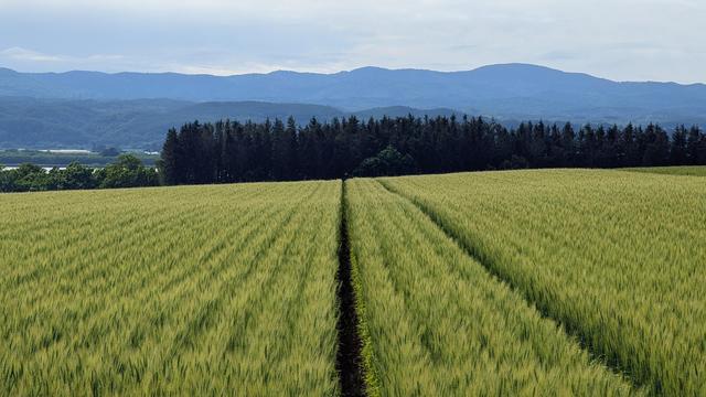 A wheat field in Hokkaido, with a line of trees and mountains in the background.