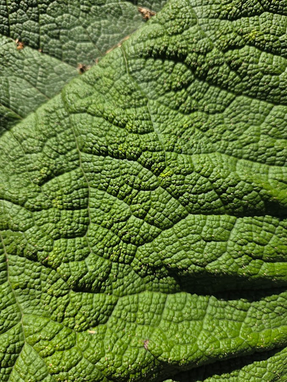 close-up texture of a gunnera leaf