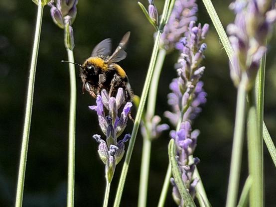 a bumblebee in the sunshine on top of a lavender in bloom with a dark background