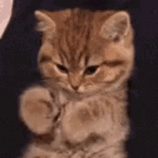 Image attached toot